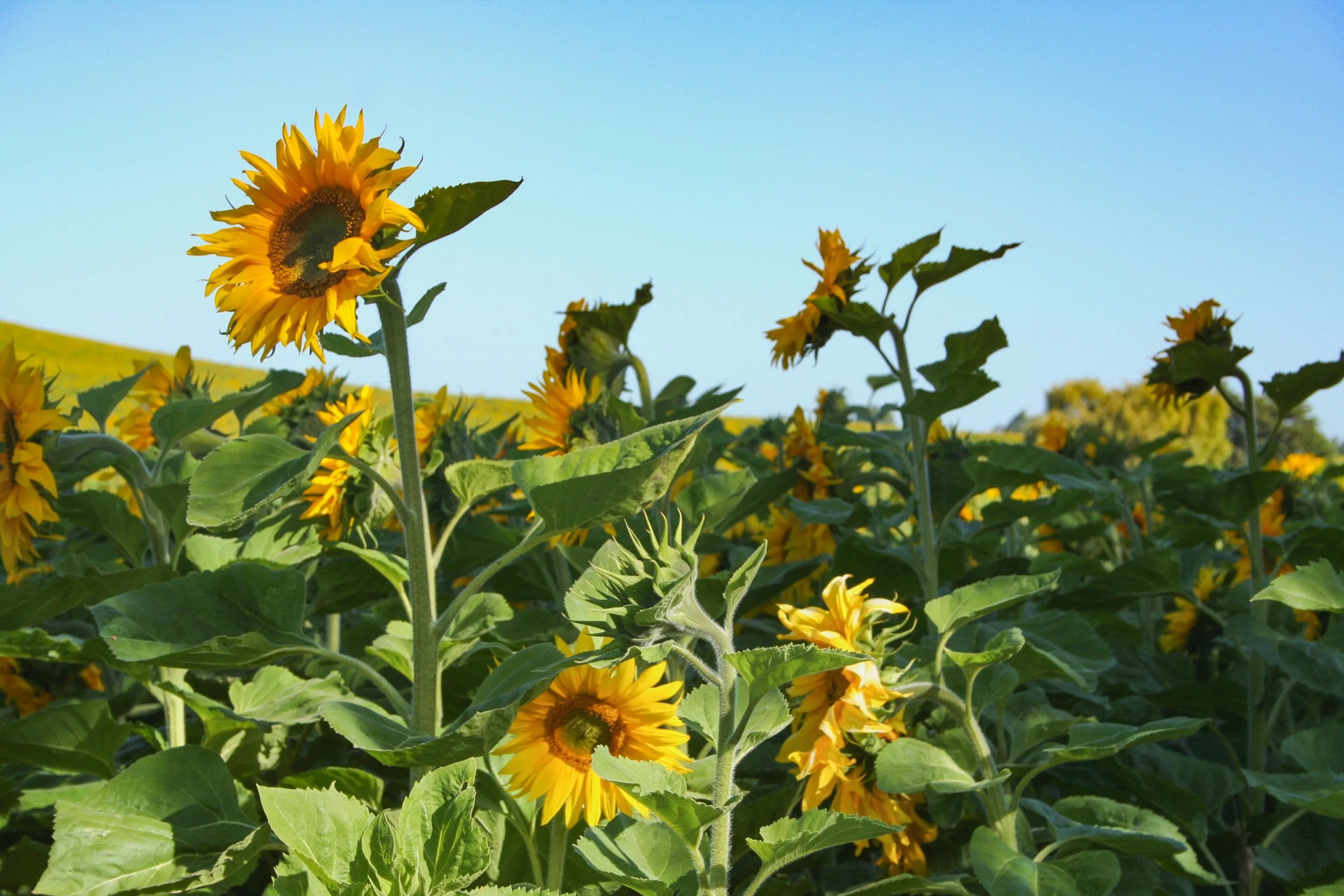 Sunflower