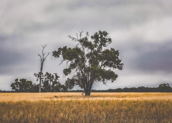 AUS-002 - Image 2