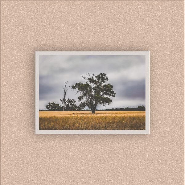 AUS-002 - Image 5